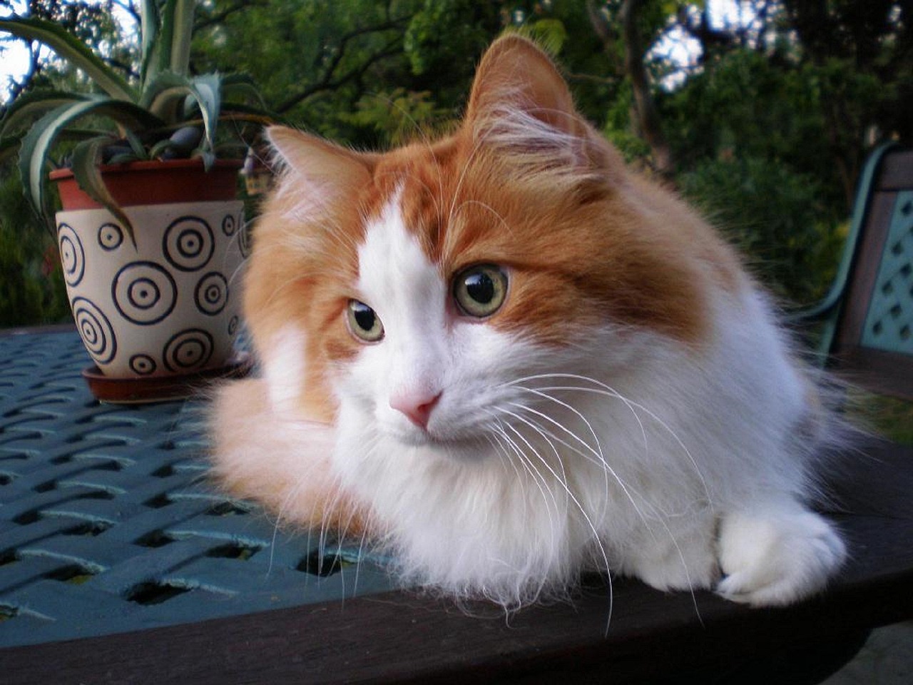 The Unique Features of the Turkish Van